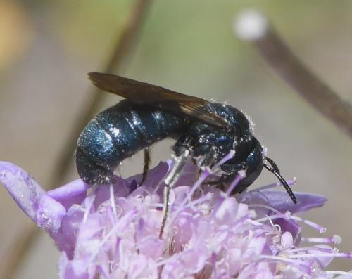 Réf. 233 369 : Ceratina chalcites